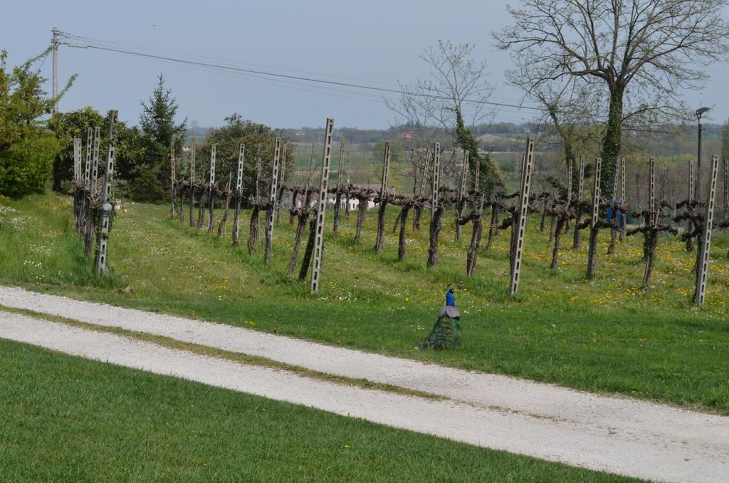 Agriturismo Dondino Cavriana Buitenkant foto